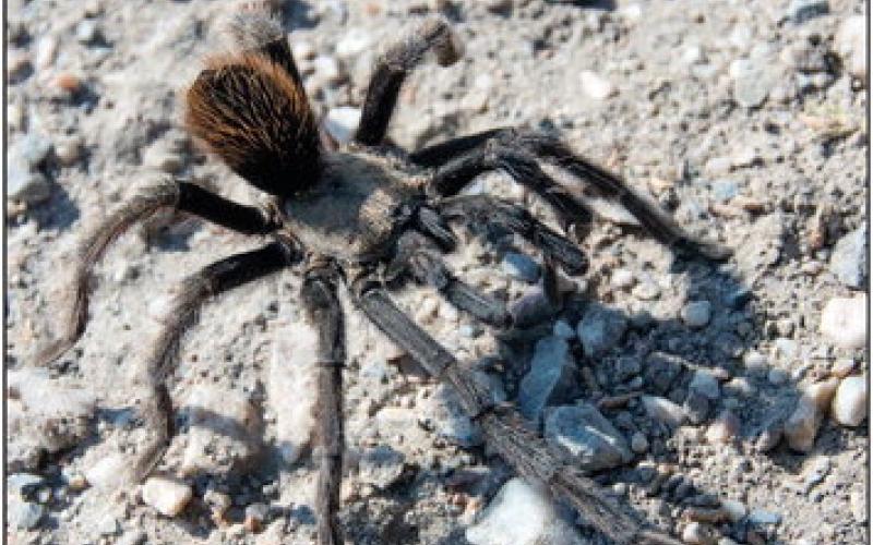 Male Tarantulas Looking For Love In the Fall