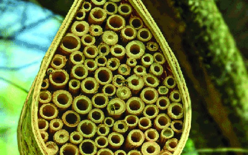 Bee Hotels Boost Native Bee Populations