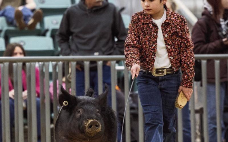 Calumet Kids Clean Up at Livestock Show