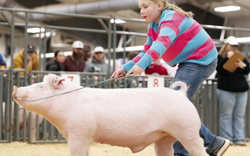 Calumet Kids Clean Up at Livestock Show