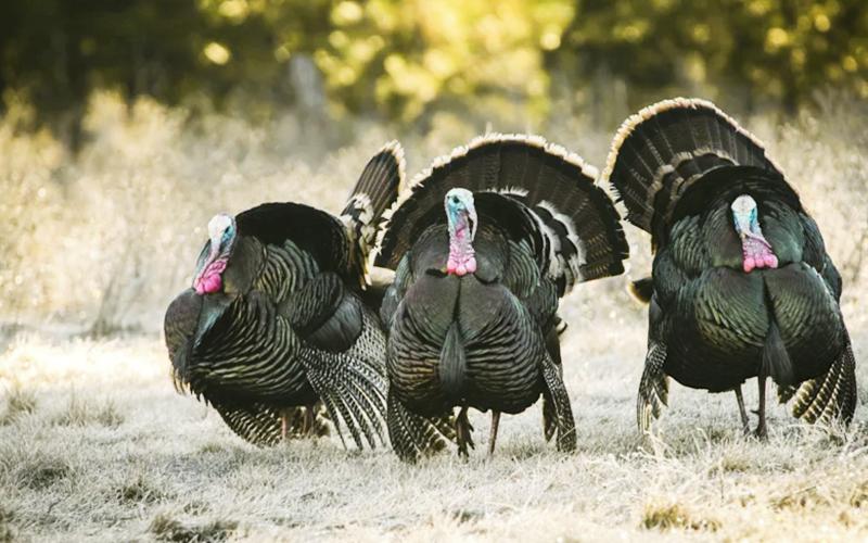 There are many tips and tricks available to apply when hunting spring turkeys. PHOTO from Oklahoma Department of WIldlife