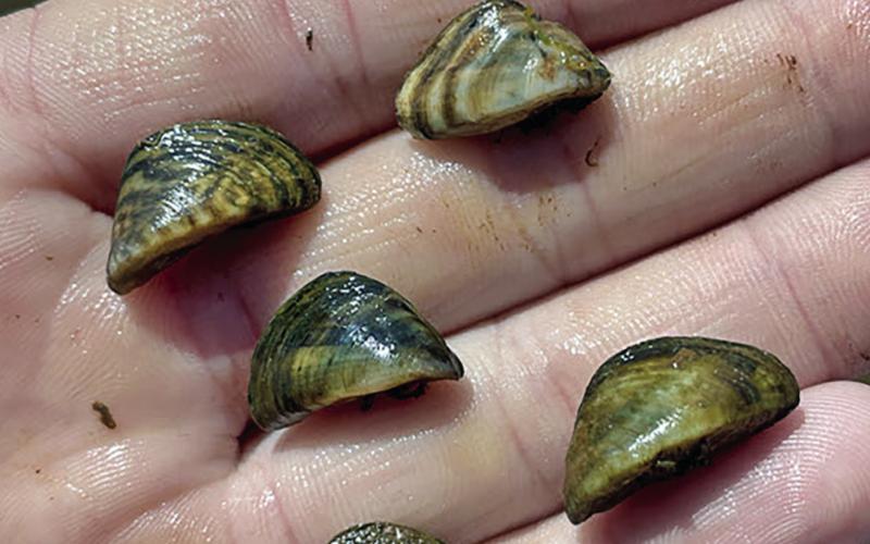 Invasive Zebra Mussels Found in Fort Supply Lake