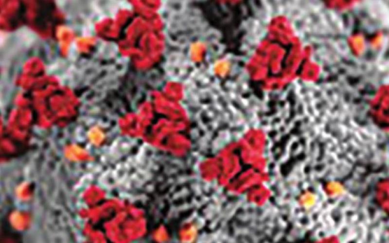 Weekly Coronavirus Updates