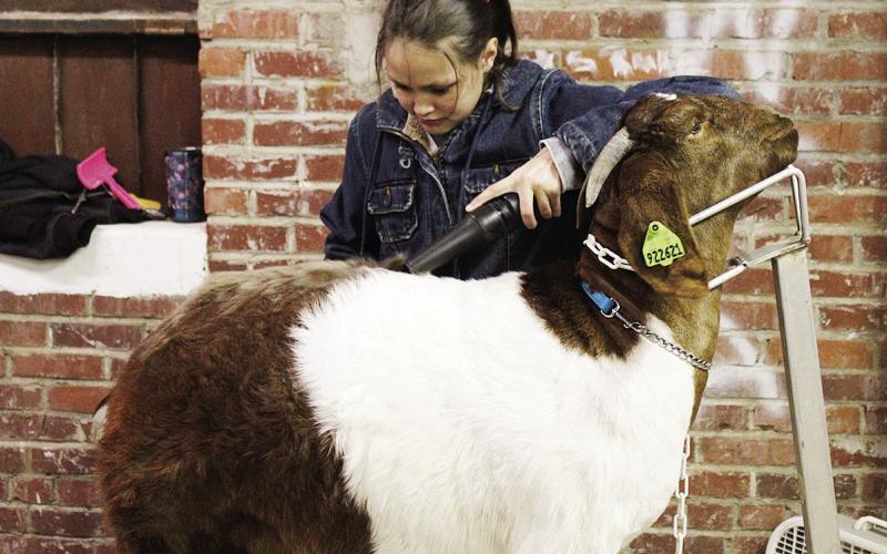Celebrating Stock Shows Past