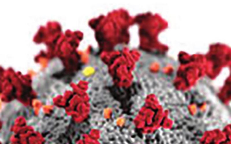Weekly Coronavirus Updates