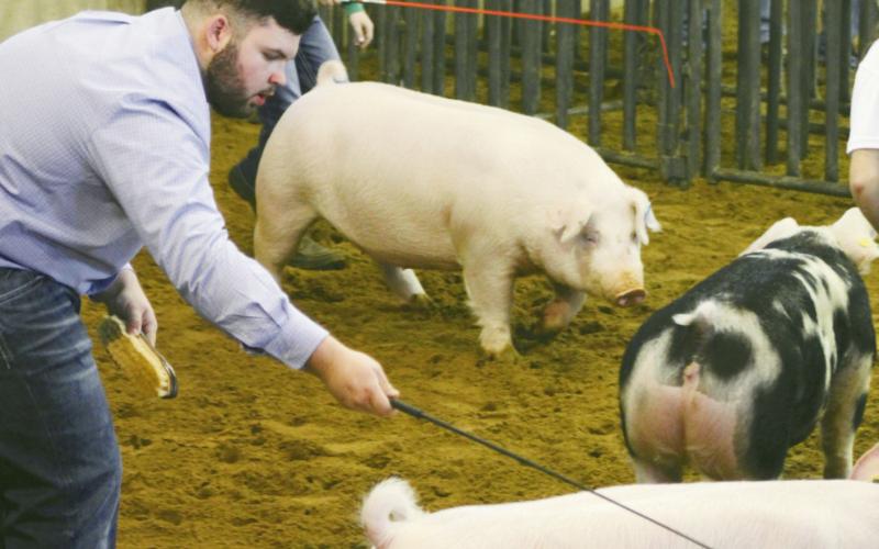 Want To Judge Livestock?