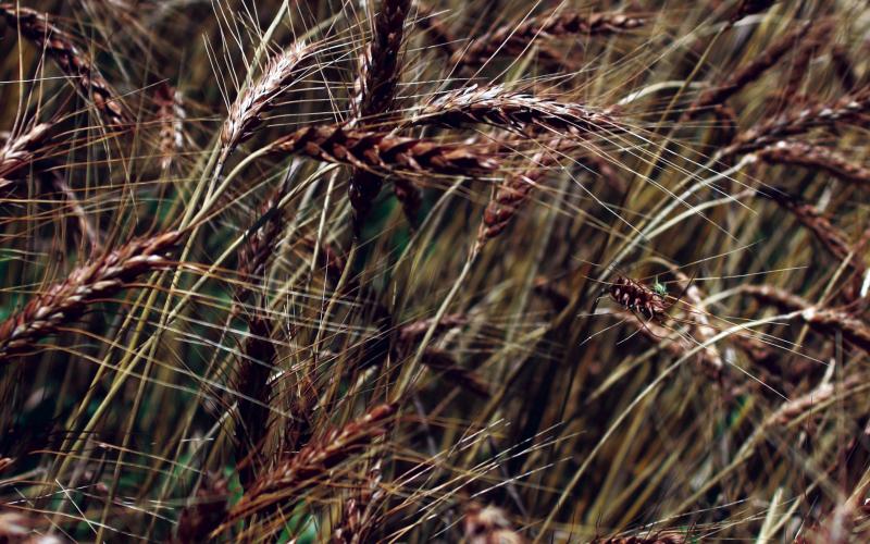 Most of us take the wheat all around us for granted, but an up close study of the grain that feeds the world can illustrate how beautiful it truly can be Photo by Connie Burcham