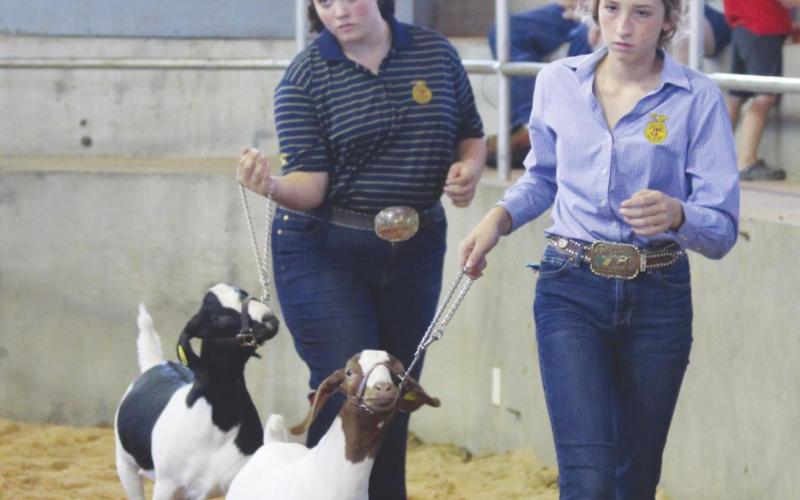 Fair Showcases Best of Local Livestock, Agriculture and Beyond