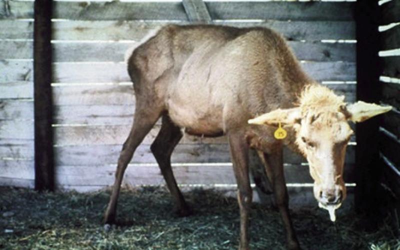Experts Testify to Commission on Chronic Wasting Disease