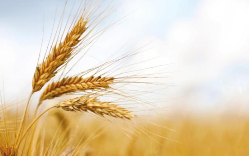 USDA Urged to Provide Relief for Wheat Growers