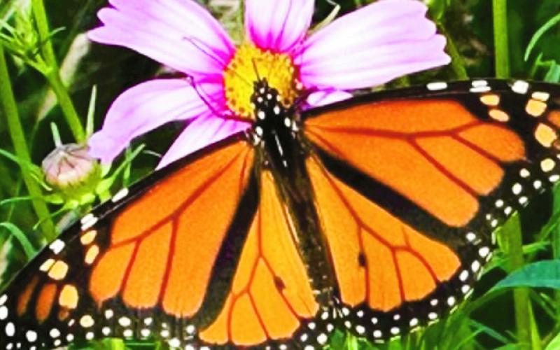 Cooperation Improves Oklahoma Butterfly and Pollinator Habitat