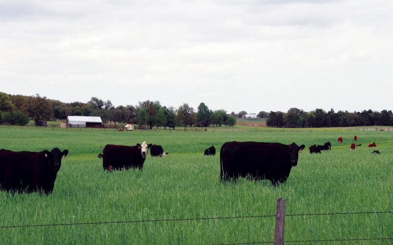 Livestock risk protection insurance is just one of the items that will be covered at the OSU Rural Economic Outlook Conference set for October 16 in Stillwater.