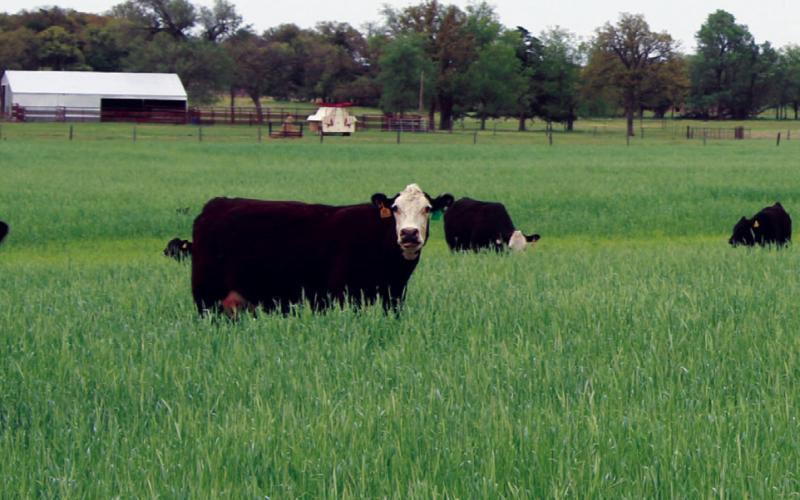 Oklahoma’s livestock industry could be impacted by the advancement of the new world screw worm to within 700 miles of the southern border. The parasite was once considered eradicated in the United States.
