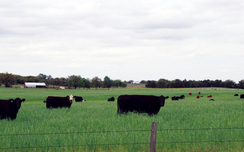 Cattlemen’s Applications Open