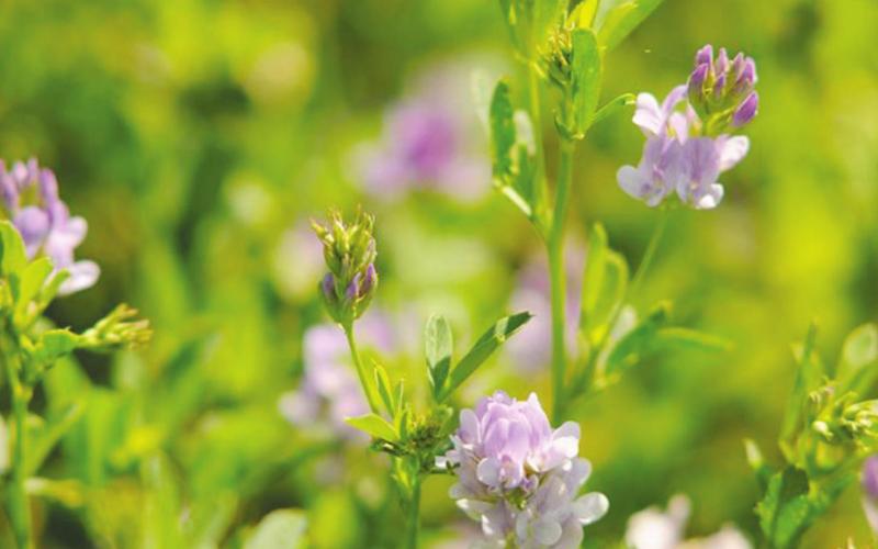 Oklahoma State University Recommendations Maximize Alfalfa Field Productivity