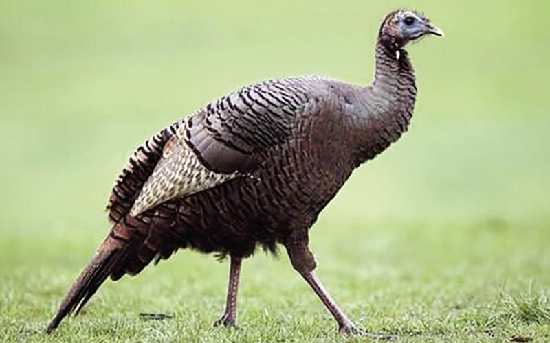 Transmitters Now Deployed on 28 Turkeys in Study