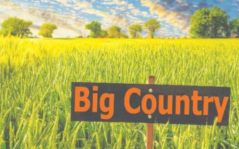 OSU Releases Bumper Crop of Wheat Varieties