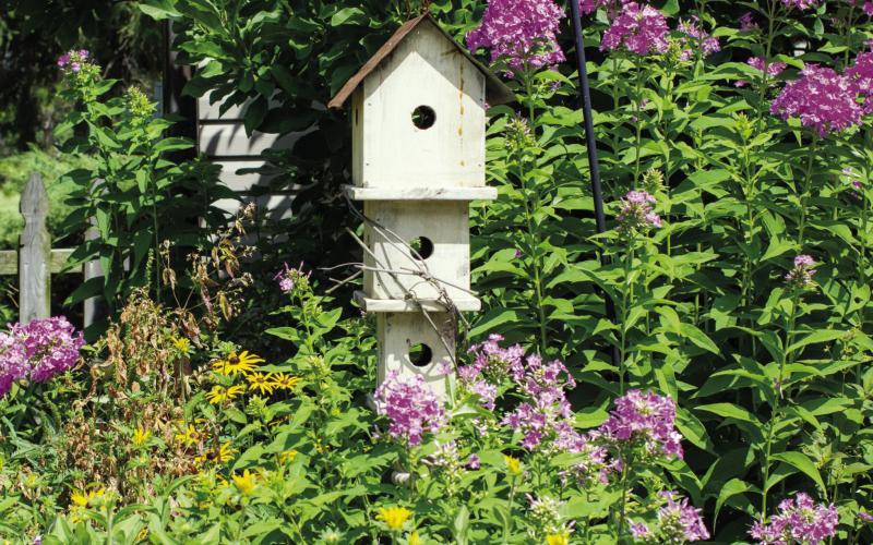 USDA Declares Pollinator Week