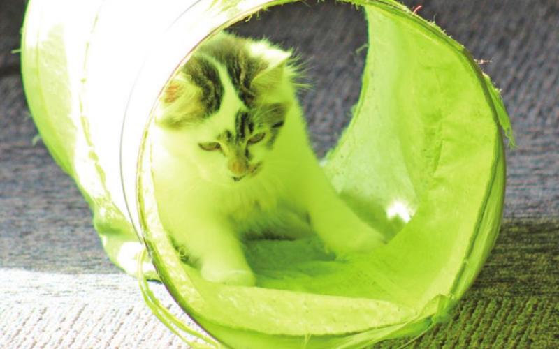 Foundation Works to Get Cats, Kittens Adopted