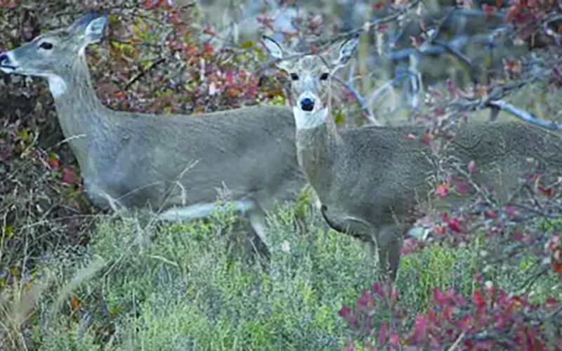 Holiday Antlerless Deer Season Now Open