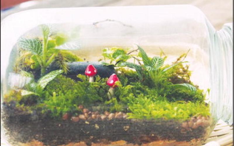 Terrariums allow people of all ages to grow a garden any time of the year. (Photo by Shutterstock)