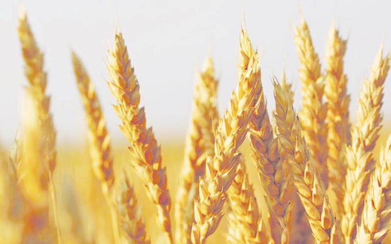 State Grain Cash Bid Prices