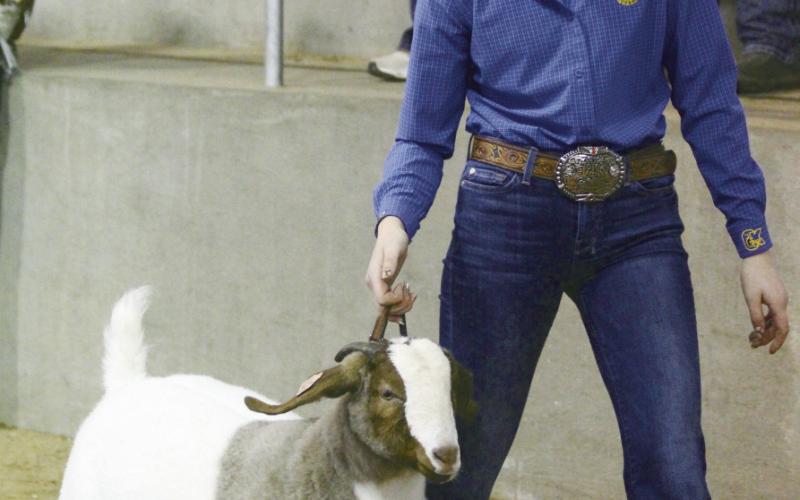 Showmen Take The Ring