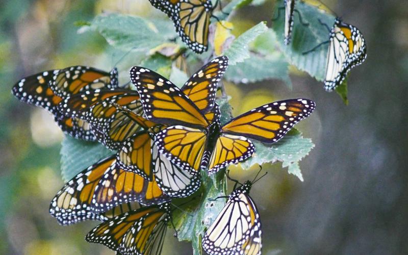 (ABOVE) It was a good fall for observing Monarch butterlies as they made their annual trek south to their winter grounds in Mexico. The wet spring boosted blooms, enticing the butterflies to linger and feed before continuing thier long journey.
