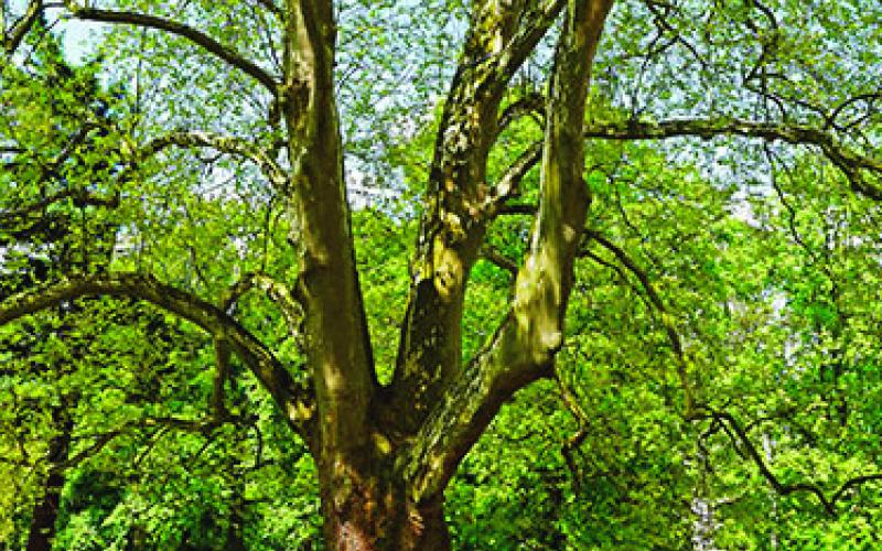 How To Become A Tree City, USA