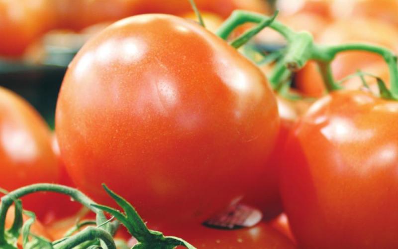 Ripening Tomatoes Indoors Extends Fresh Flavor longer