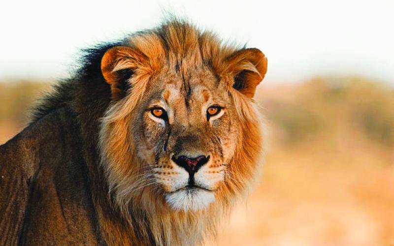 The Lions Who Protect Our Kids