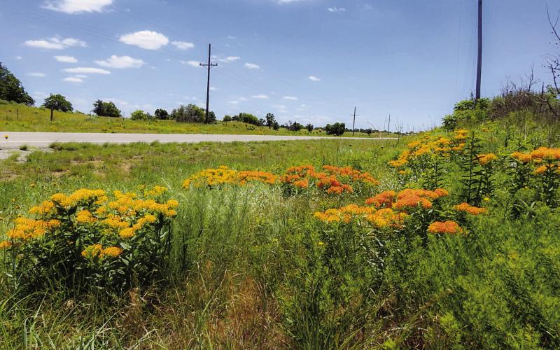 Roadside wildflowers in Oklahoma support wildlife, beautify highways, strengthen agriculture and enhance tourism by encouraging the presence of pollinators such as homeybees and butterflies.