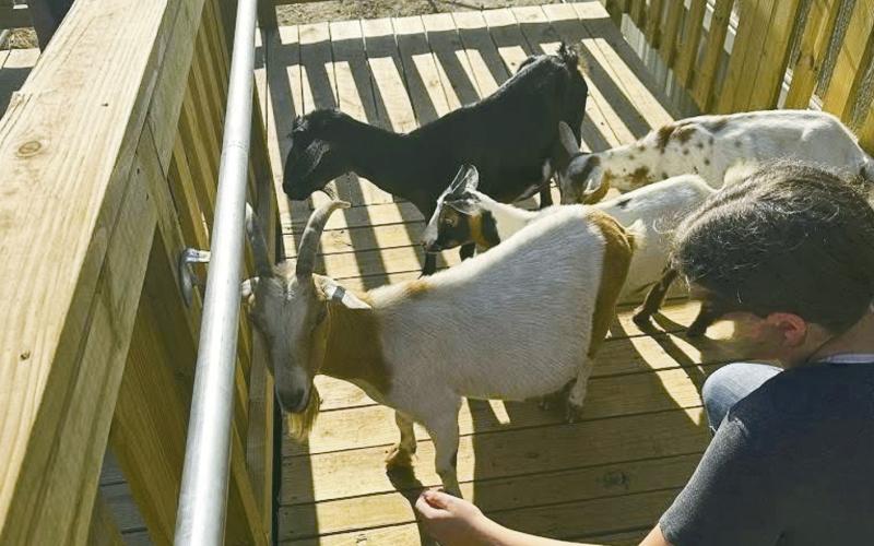 August 6. However, Superintendent Sean Buchanan turned them away. He wrote “shoutout to the goats who tried to enroll this morning. Love the enthusiasm, but you’ll need a parent or guardian next time!”
