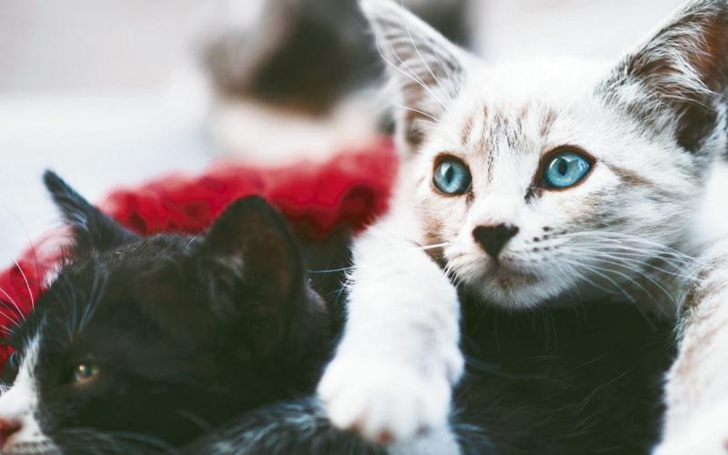 Cat Rescue Receives Generous Donation