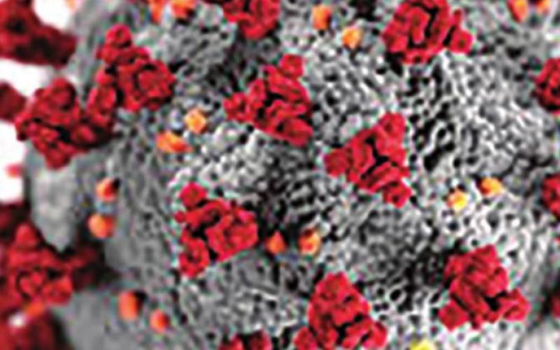 Weekly Coronavirus Updates