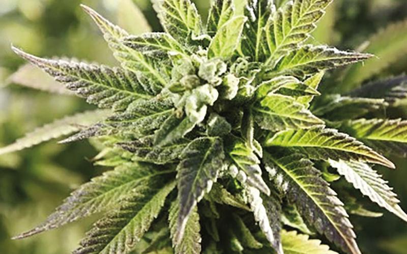 State Question 820 offered to allow recreational use of marijuana. It was defeated, although advocates indicate they will bring the measure back to voters.