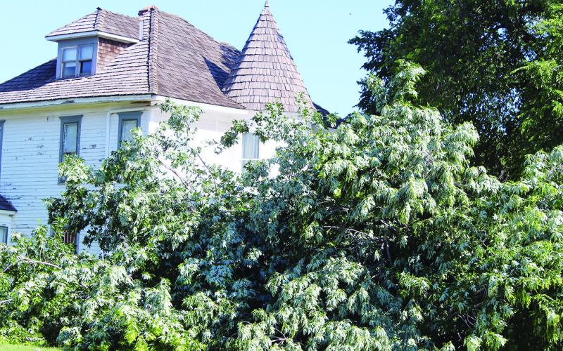 A June thunderstorm did signifigant damage around town, especially to trees. The giant old elm at the Ferguson Home Museum was one of the casualties of the storm, taking part of the fence with it when it fell.