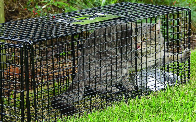 Community Cat Foundation Wins