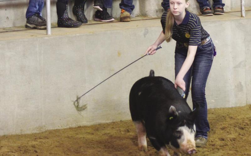County Students Gear Up For Stock Show Season