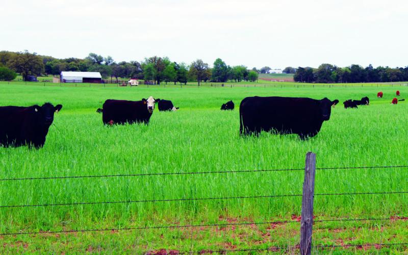 Register Now for Livestock and Range Day