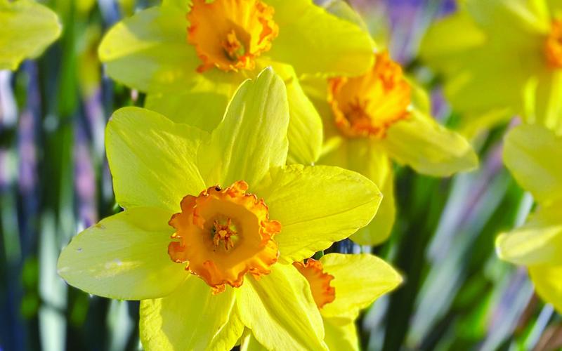 Plant Spring Flowering Bulbs Soon