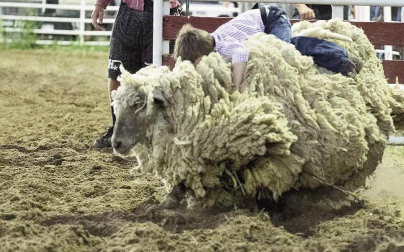 Cheese Festival Rodeo Results