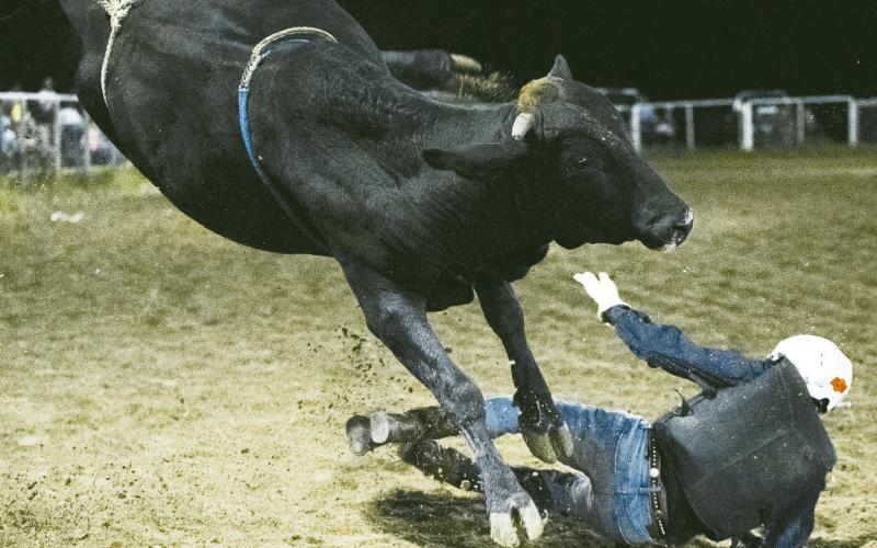 Cheese Festival Rodeo Results