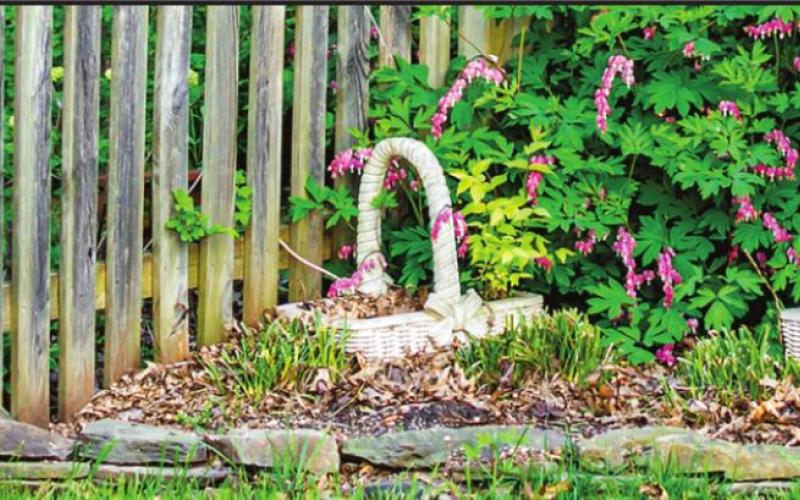Gardening Tips For July
