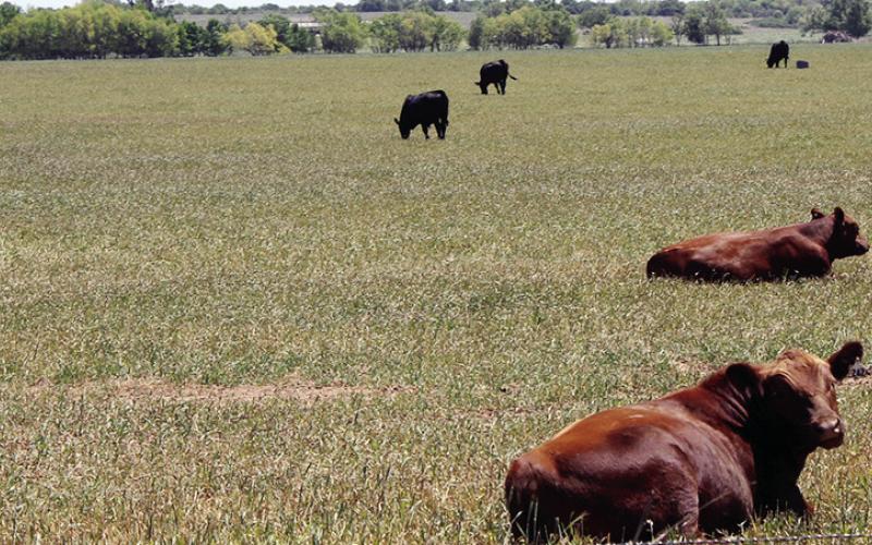 Video Highlights Wheat and Stocker Cattle Combination