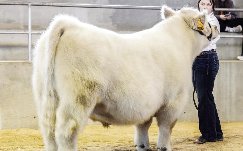 2024 Stock Show