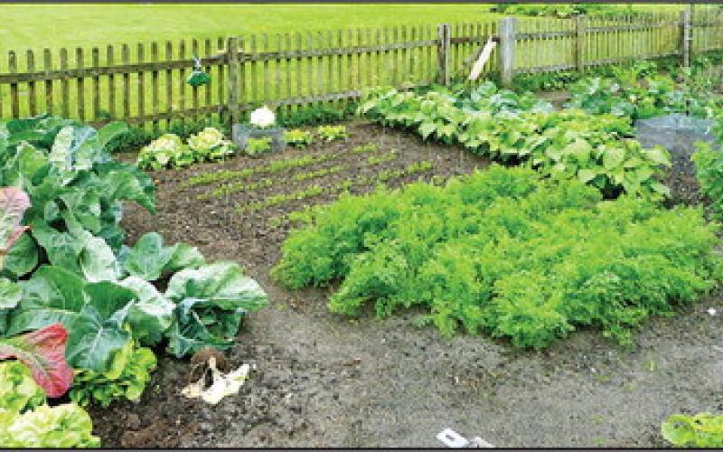 Plant Fall Gardens in the Heat of Summer