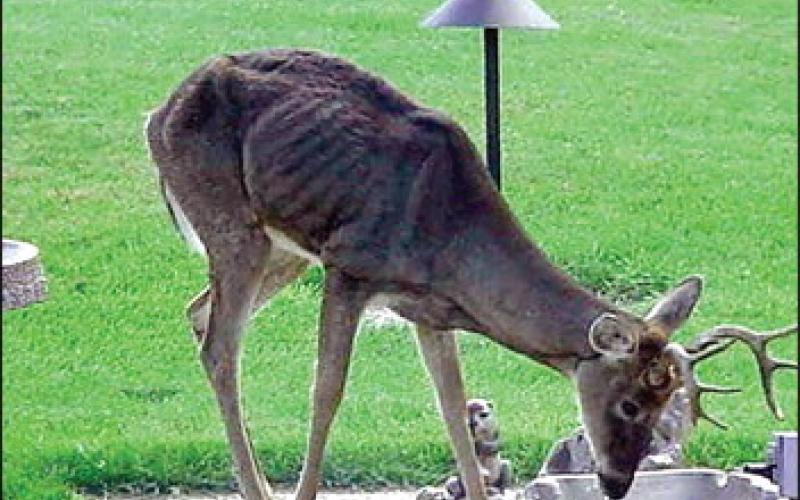 Second CWD-positive Deer Confirmed in Oklahoma
