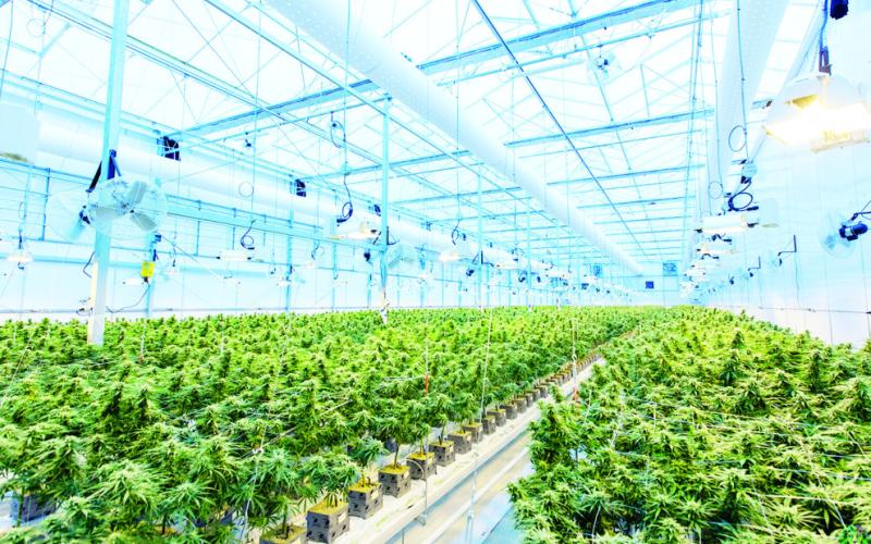 Bust Turns Up More than Pot