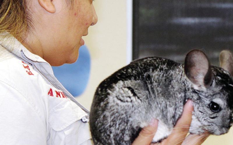 Alana and Jaxmine, the chinchilla